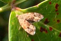 Anthophila fabriciana