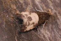 Notocelia cynosbatella