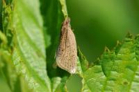 Clepsis senecionana