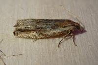 Eucosma