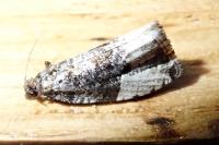Hedya pruniana