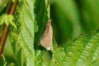 Clepsis senecionana