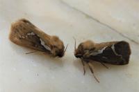 Korscheltellus lupulinus
