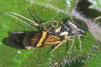 Nemophora
