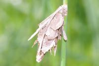 Canephora hirsuta
