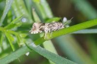 Celypha lacunana