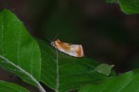 Eulia ministrana