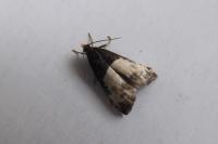 Notocelia cynosbatella
