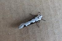 Ethmia bipunctella