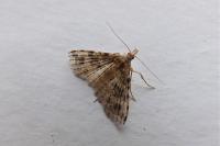 Alucita hexadactyla