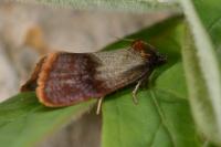 Pelatea klugiana