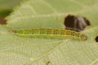 Ypsolopha parenthesella