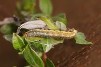 Aphelia viburnana