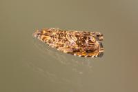 Enarmonia formosana