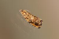 Enarmonia formosana