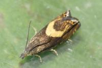 Dichrorampha petiverella