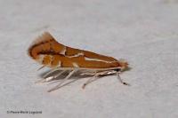 Phyllonorycter leucographella