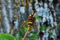 Sesia apiformis