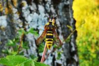Sesia apiformis