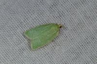 Tortrix viridana