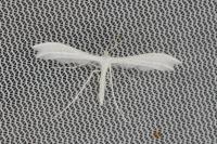 Pterophorus pentadactylus