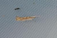 Plutella xylostella