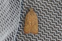 Agonopterix irrorata