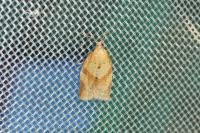 Clepsis consimilana