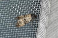 Cochylichroa atricapitana