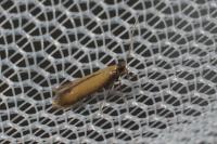 Coptotriche marginea