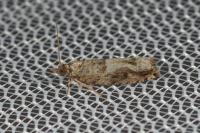 Crocidosema plebejana