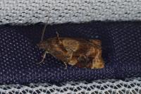 Ditula angustiorana
