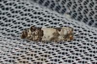 Epinotia thapsiana