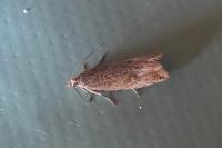 Bactra