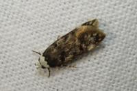 Endrosis sarcitrella