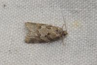 Cnephasia