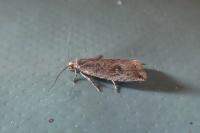 Bactra
