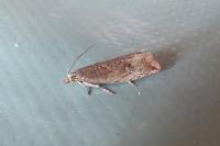 Bactra