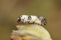 Epinotia dalmatana