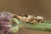 Crocidosema plebejana