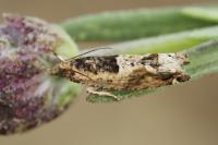 Crocidosema plebejana