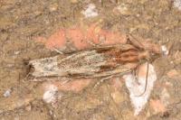 Eucosma cana