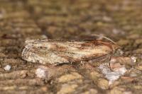 Eucosma cana