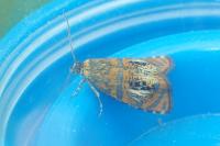 Olethreutes arcuella