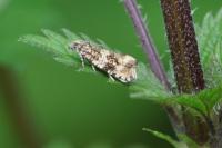 Celypha lacunana
