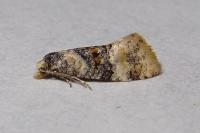 Cochylis nana