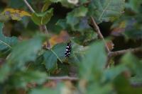 Euplocamus anthracinalis