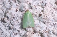 Tortrix viridana