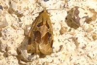 Archips crataegana