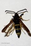 Paranthrene tabaniformis